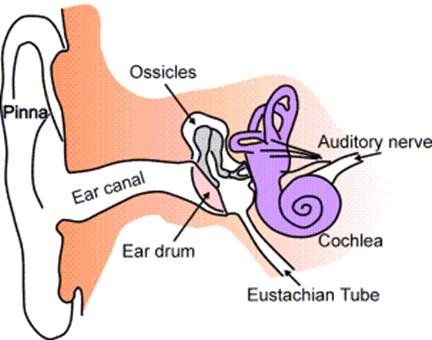 Eustachian tube